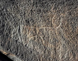 Förhistoria, klippkonst: en allvarlig klippa av representation av en boskap. Tazina stil. Stenåldern 5000-2000 f.Kr. Taghit, Haut plateau du Hoggar (Ahaggar), Algeriet