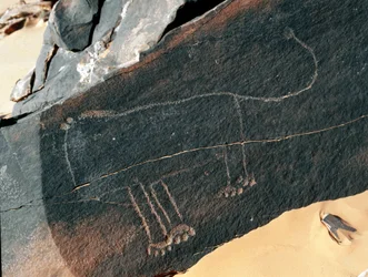 Förhistoria, hällkonst: gravsten av representationen av ett lejon. Tazina stil. Stenåldern 5000-2000 f.Kr. Taghit, Haut plateau du Hoggar (Ahaggar), Algeriet