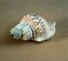 Förhistoria: skal av Triton nodifer genomborrat, används som en visselpipa från Necropole of Arene Candide (Finale Liguria), Liguria. Mellanneolitikum, stenålder. Gener, museo di archeologia ligure