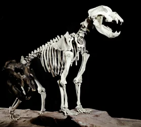 Förhistoria: skelett av grottbjörnen (Ursus spelaeus) från Caves del Bandito a Roaschia i Italien. Perioden av Pleistocene. Museo civico di Storia Nature, Milano
