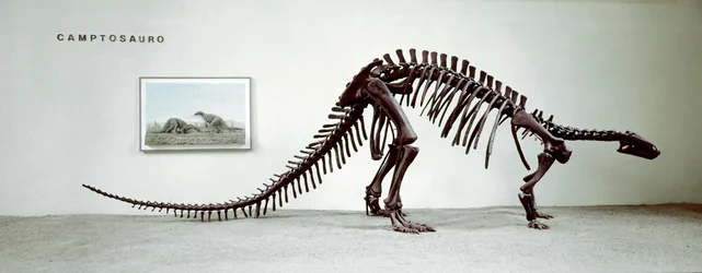 Förhistoria: skelett av camptosaurus-dinosaurien (Camptosaurus Brown). Period av den högre jura. Museo civico di Storia Nature, Milano