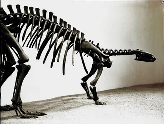 Förhistoria: skelett av camptosaurus-dinosaurien (Camptosaurus Brown). Period av den högre jura. Museo civico di Storia Nature, Milano