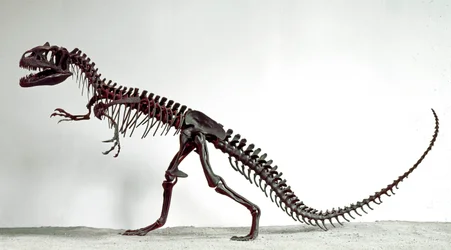 Förhistoria: skelett av dinosaurien Allosaurus fragilis. Period av övre jura. Civic Museum of Natural History, Milano