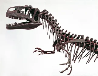 Förhistoria: skelett av dinosaurien Allosaurus fragilis. Period av övre jura. Civic Museum of Natural History, Milano
