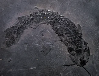 Förhistoria: arter av fossila Gyroptichus, paleozoiska eran, devonperioden. finns i Skottland.