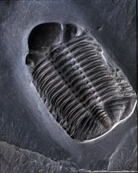Förhistoria: trilobit Phacops Rana fossil (leddjur). Paleozoikum, period av devon. Hitta i Bundenbach-området i Tyskland.