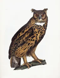 Stor öronuggla