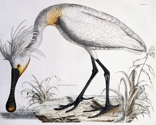 Vit skednäbb, 1834