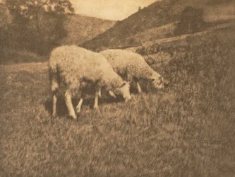 Kameraarbete: Får, 1906.