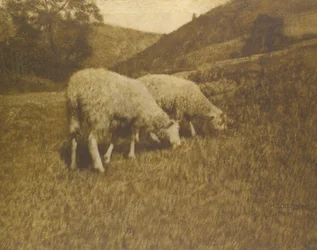 Får, 1901.