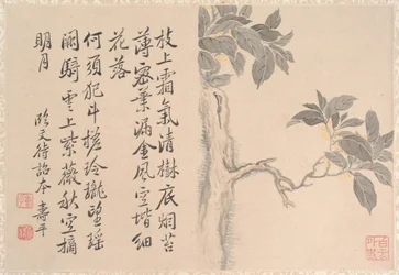 Cassia Tree (albumblad; bläck och färg på papper)