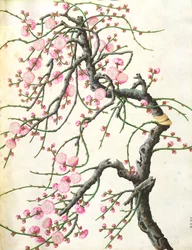 Persikoblommor (färg på papper)