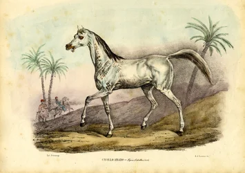Arabiska hästen, 1863-79