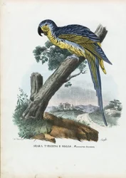 Blå-och-gul ara, 1863-79