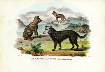 Hundar
