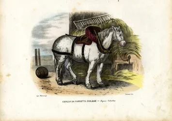Engelsk bondgårdshäst, 1863-79
