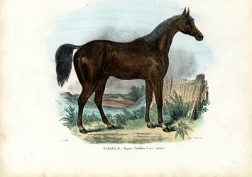 Engelska hästen, 1863-79