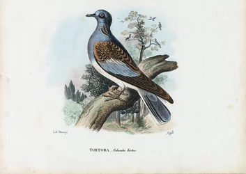 Europeisk turturduva, 1863-79