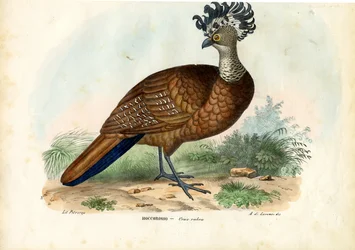 Stora Curassow, 1863-79