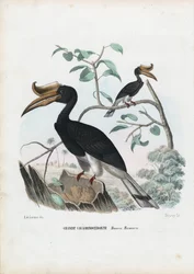 Stor näshornsfågel, 1863-79