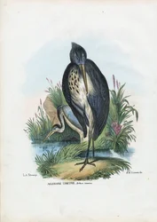 Gråhäger, 1863-79