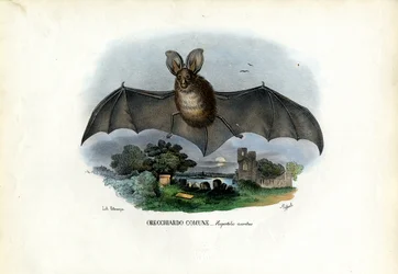 Grå långörad fladdermus, 1863-79