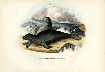 Knubbsäl, 1863-79