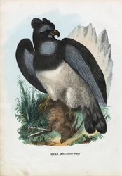 Harpy Eagle, 1863-79