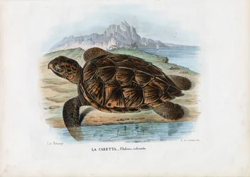 Hawksbill havssköldpadda, 1863-79