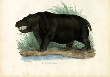 Flodhäst, 1863-79