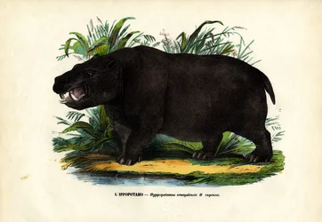 Flodhäst, 1863-79