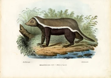 Honungsgrävling, 1863-79