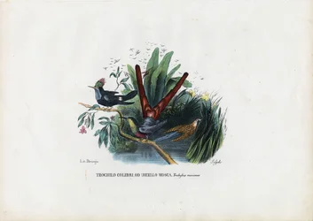 Kolibrier, 1863-79
