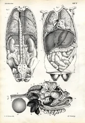 Tarmar, 1863-79