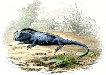 La head fourchue (Lyriocephalus margaritaceus) - Plansch hämtad från Histoire Naturelle av Bernard Germain de Lacepede (1856-1925), edition P.Furme, Paris