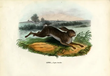 Berghare, 1863-79