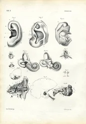 Hörselorgan, 1863-79