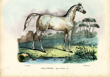 Persisk häst, 1863-79