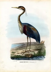 Purpurhäger, 1863-79