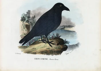Korpen, 1863-79