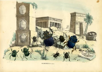 Scarab skalbaggar, 1863-79