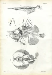 Sigill, 1863-79