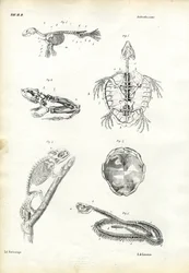 Sköldpadda, 1863-79