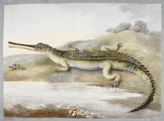 En gherial eller gangetisk krokodil ansikte mot ansikte med gräshoppa, ca 1820 (akvarell på papper)