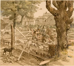 Fårdoppning, Cornwall