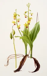 Calanthe tricarinata (olja på papper)
