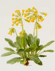 Cowslips (olja på kartong)