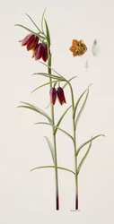 Fritillaria gracilis (olja på papper)