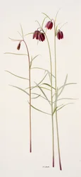 Fritillaria montana (olja på papper)