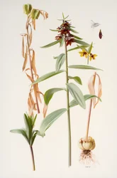 Fritillaria avloppsvatten